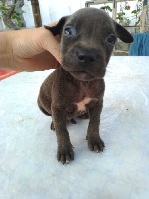 Продаются щенки питбуля цена 300 у.е