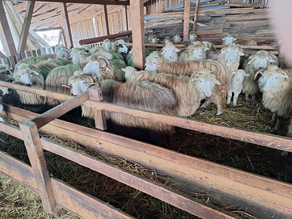 100 Oi bale jumătate fatate