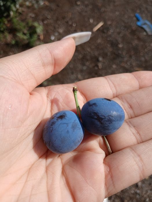 Продам домашнюю сливу