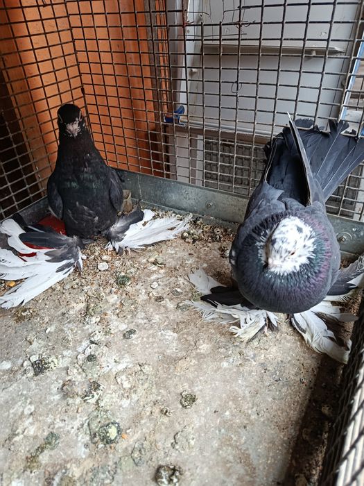 Голуби сотиладииии