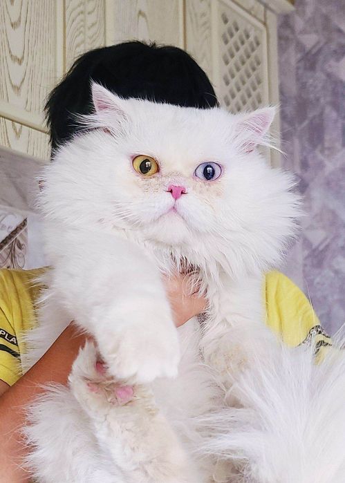 Скотиш фолд старает хеланд бронга