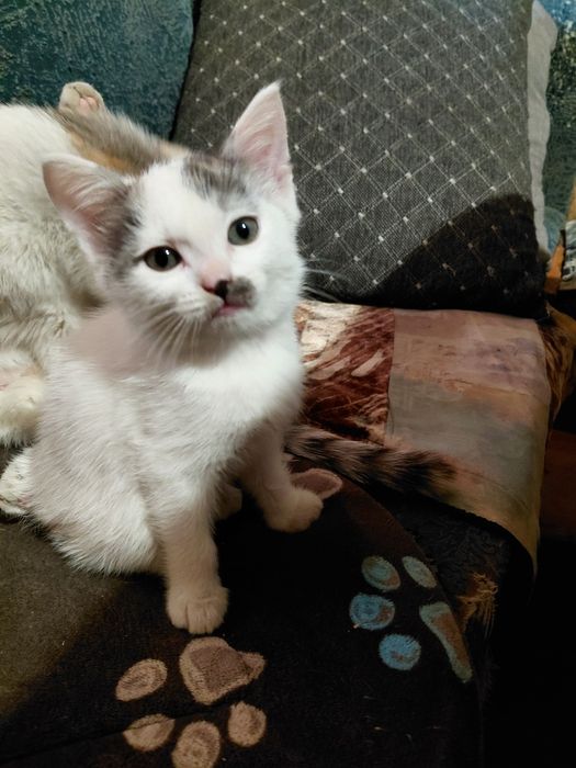 Котёнка в добрые руки