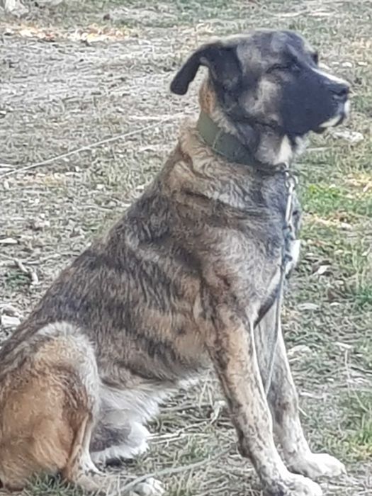 GRATIS Caine curte de talie mare foarte prietenos, caine de companie