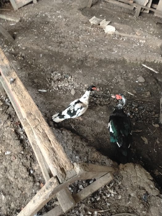 Vând sau Schimb rată și rățoi cu găini