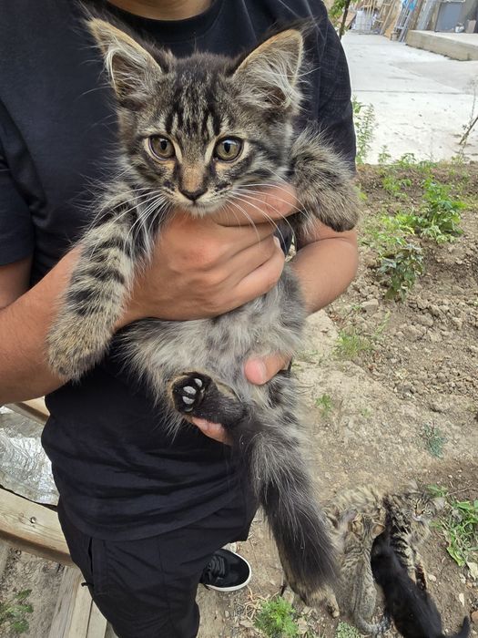 Котята в добрые руки бесплатно