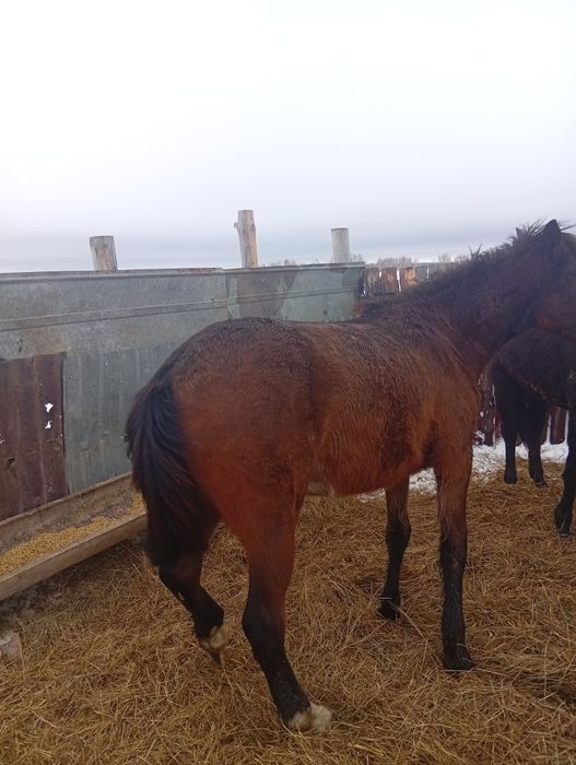 Лошади Байкал 3головы