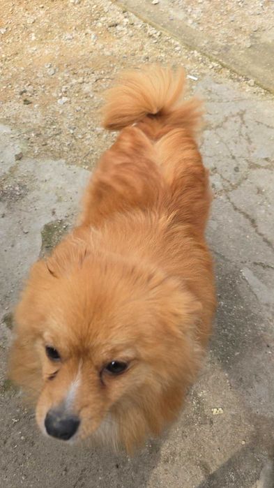 Женски померан шпиц