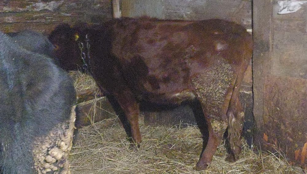 Продам стельную телку