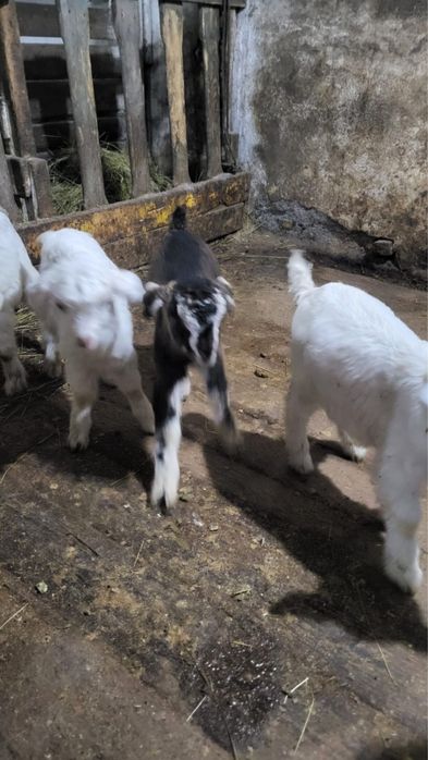 Продаю козлят 3 мальчика 1 девочка