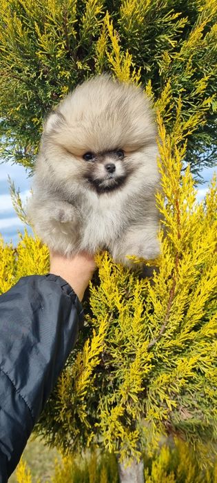 Померан померанче