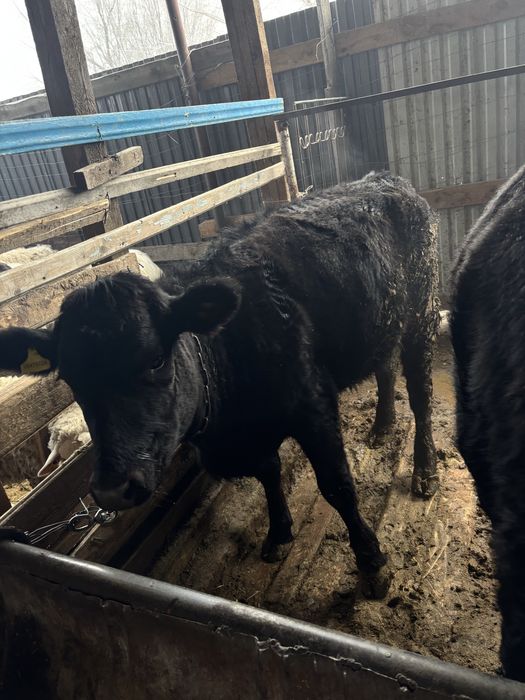 Таиынша сатылады 3 бас