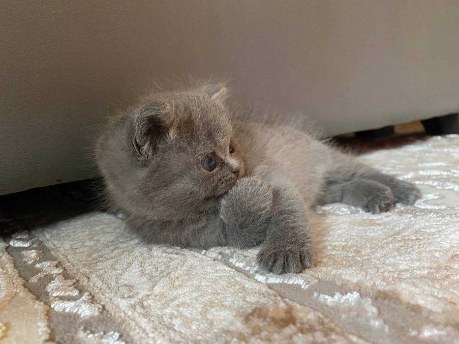 Scottish Fold mushukcha sotiladi!