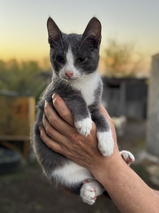 Отдам котят, в хорошие руки