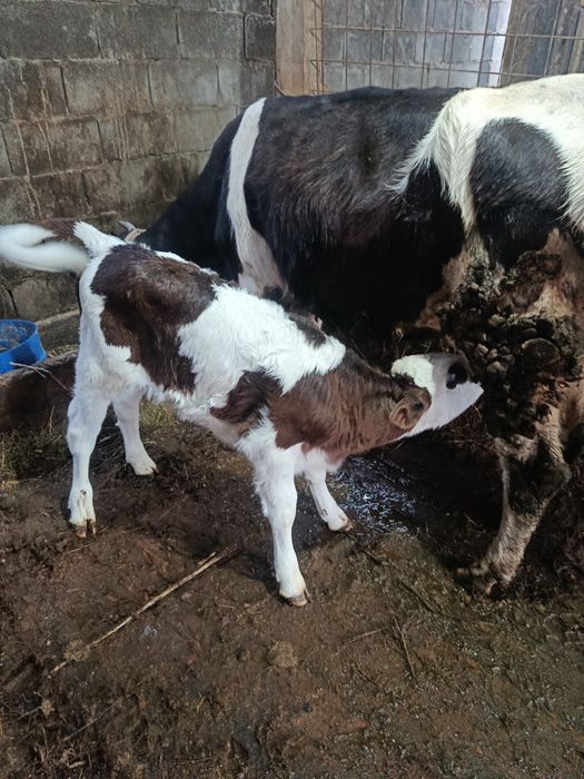 Продам дойную корову