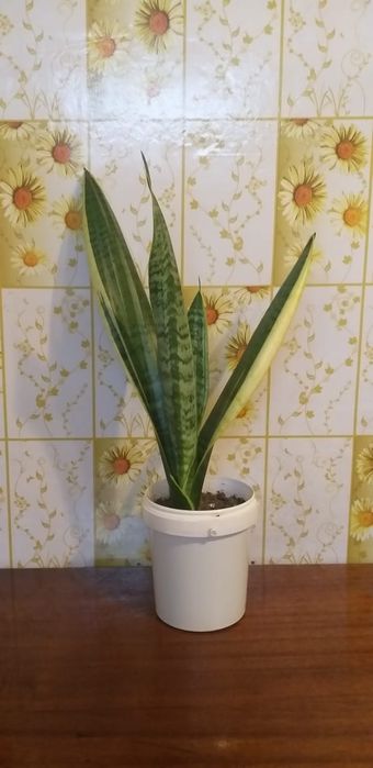 Сингониум,монстера и сансевьера