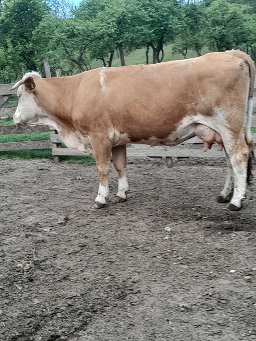Vând vaca cu vițel belgian