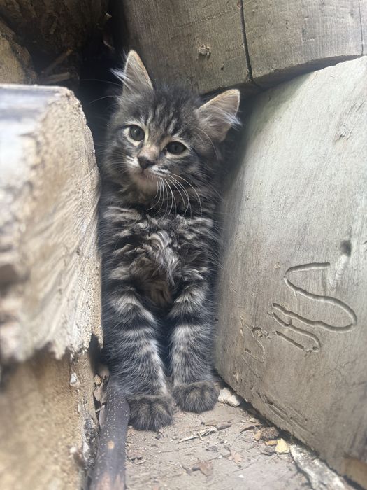 Котята крысоловки