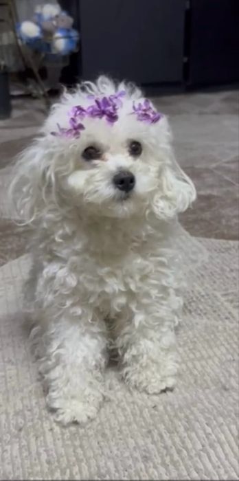 Вязка Той Пудель