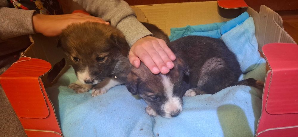 Три малки кученца