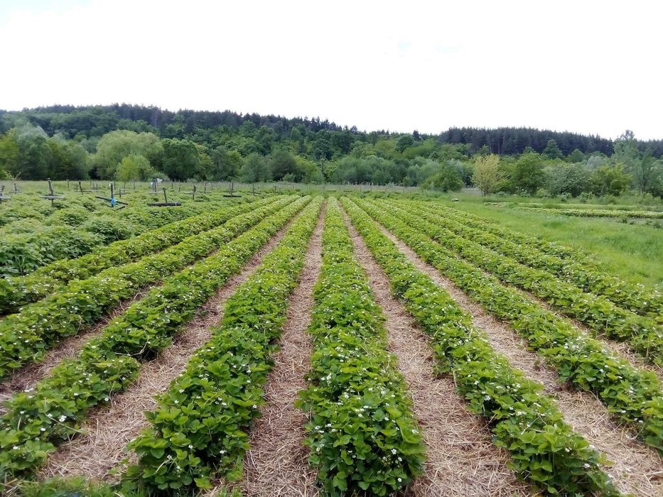 Разсад ягоди Азия, Клери, Албион и малини Полка, Люлин