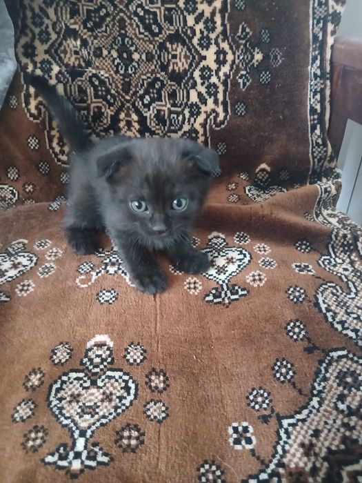 Отдам шотладских котят