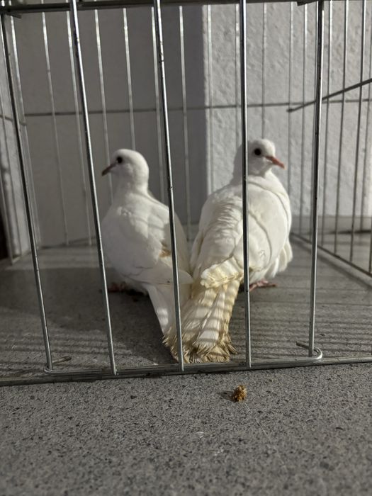 De vanzare turturici razatoare