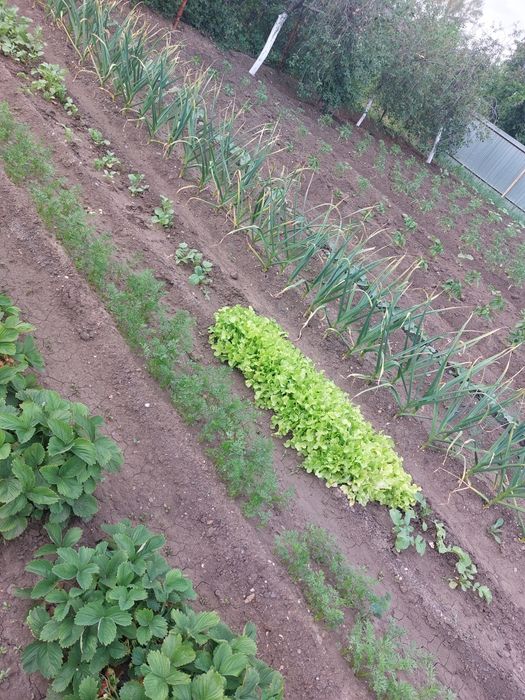 Продам дачный участок