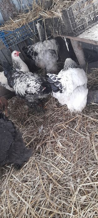 Oua pentru incubat.!