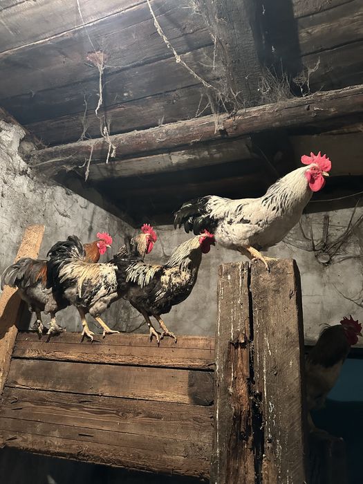 Продаю петухов..