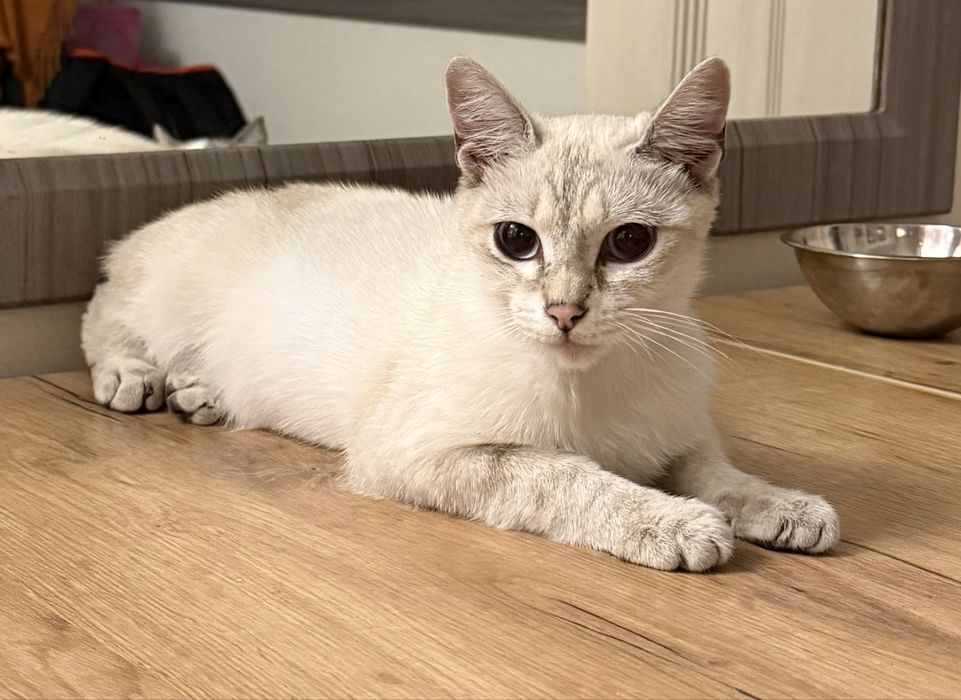 В добрые руки котик!