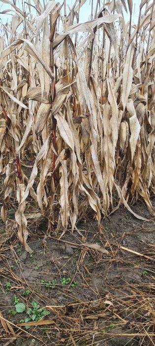 Vand porumb cantitate mare