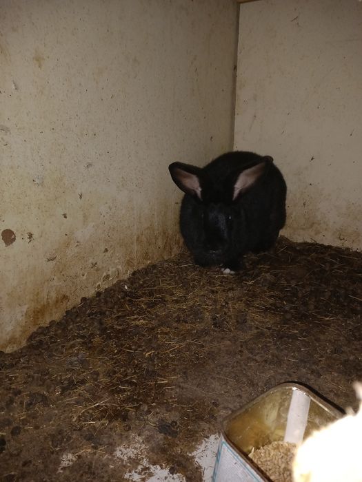 Продавам зайци  черни