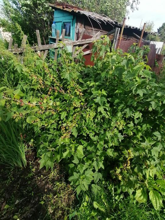 Продам хорошую дачу с/о Ракета