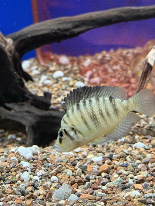 Calvus mandarin tayyor para sotiladi