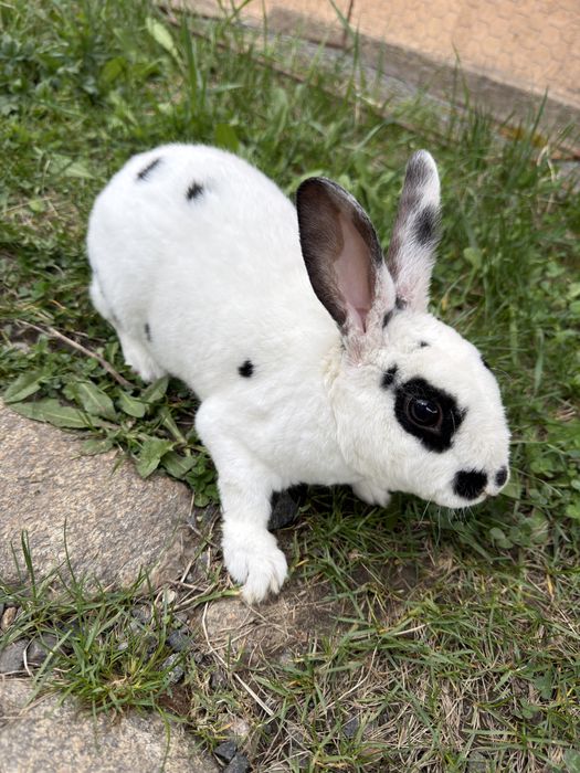 Iepuroi rex dalmatian de vanzare.