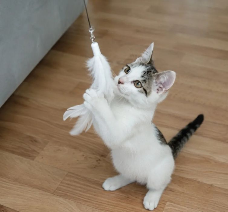 Котята мальчики в добрые руки! 3 месяца.