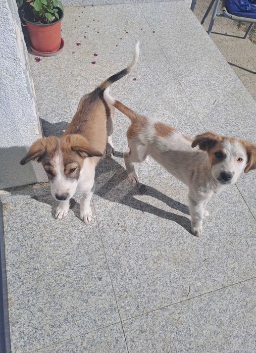 Adoptie cățeluși responsabilă