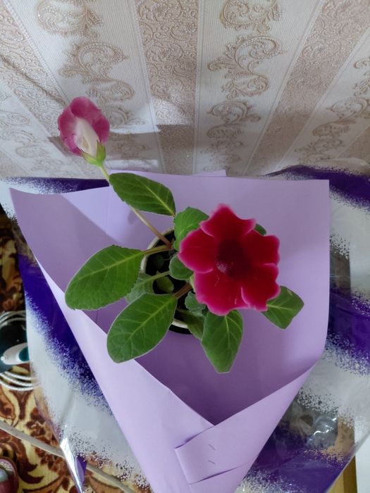 Глоксиния розовые