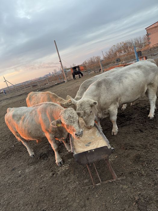 Бычки поместь аулейколь