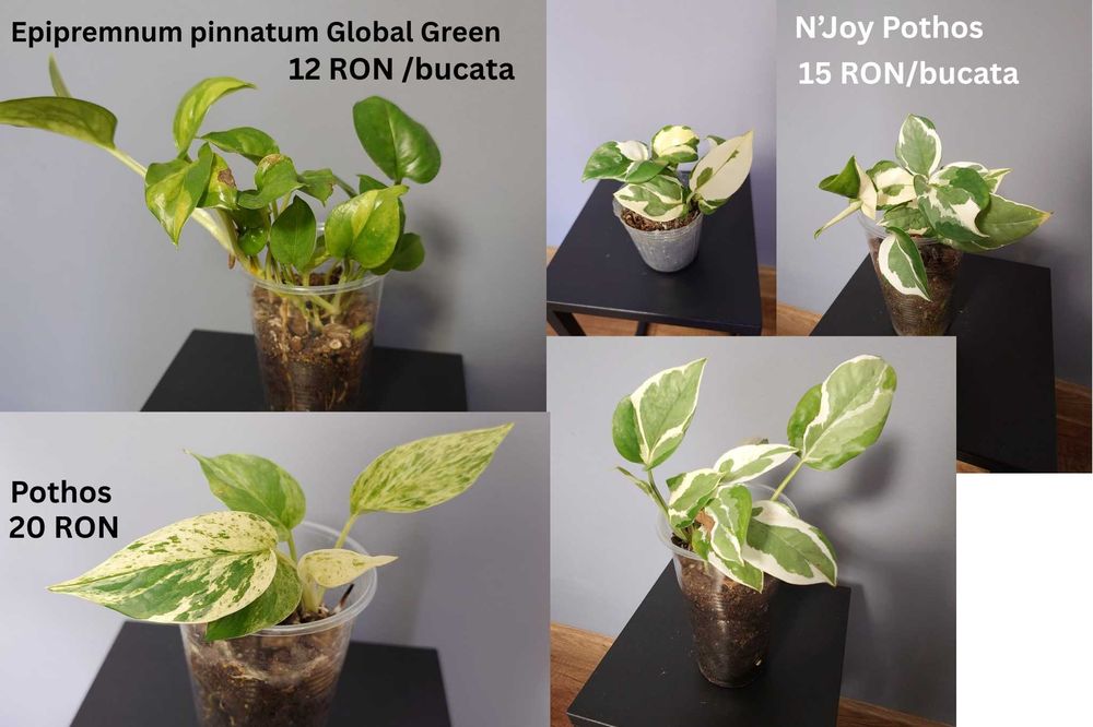 Plante de apartament