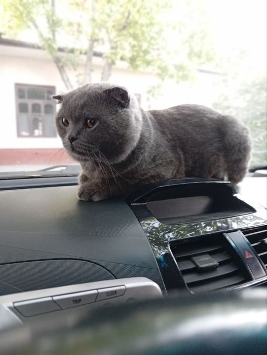 Britanskiy fold sotiladi