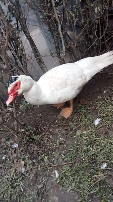 Vând ratoi lasesc / ratoi mut