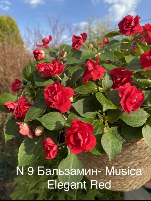 Продам бальзамины Уоллера махровый