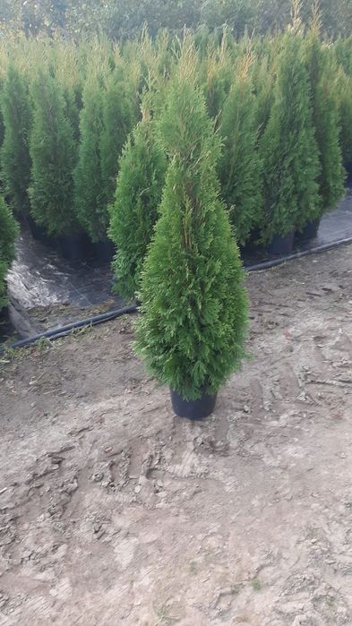 Tuia smarald 1,30 cm