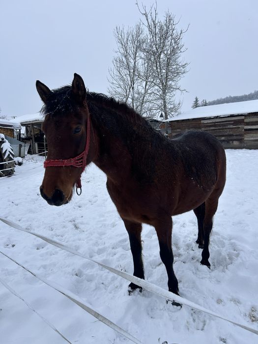 Cal de calarie de vanzare