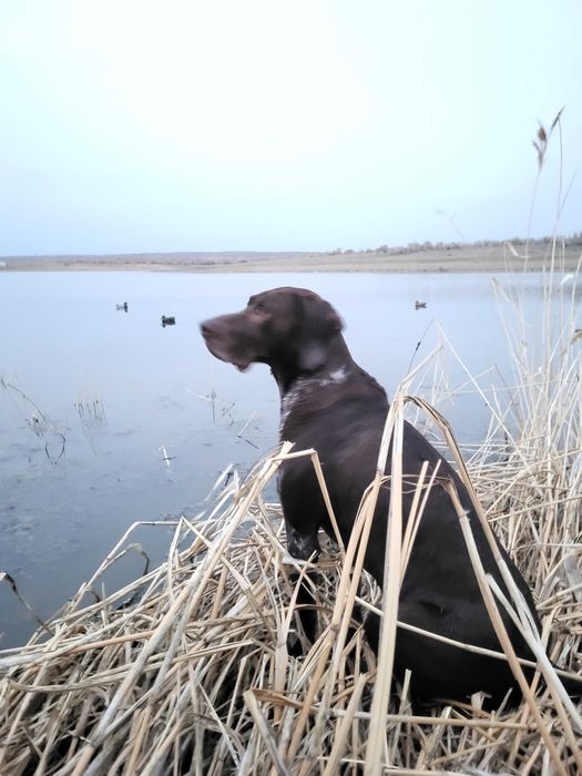 Кобель курцхаар , вязка бесплатно