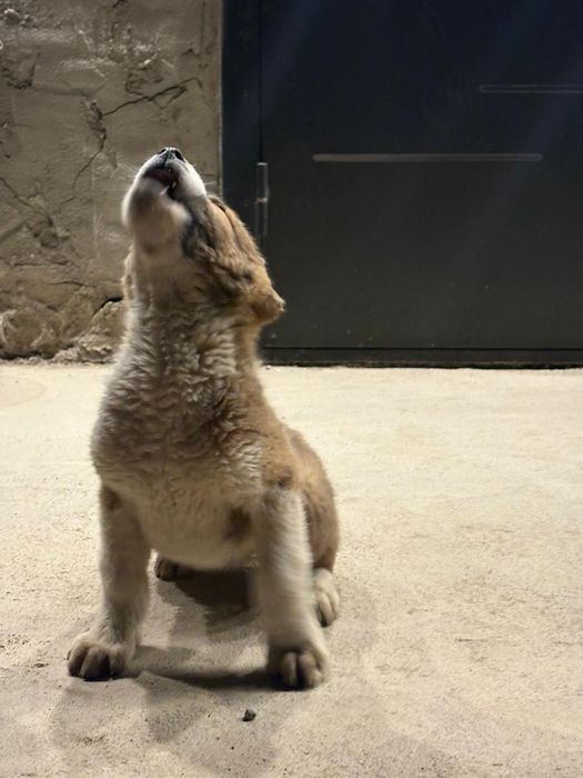 2 айлық алабай күшік сатылады