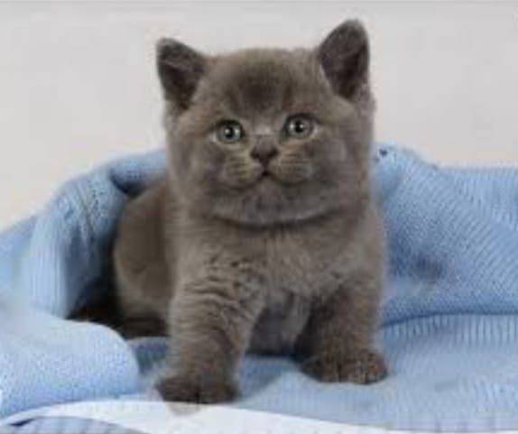 Британские котята