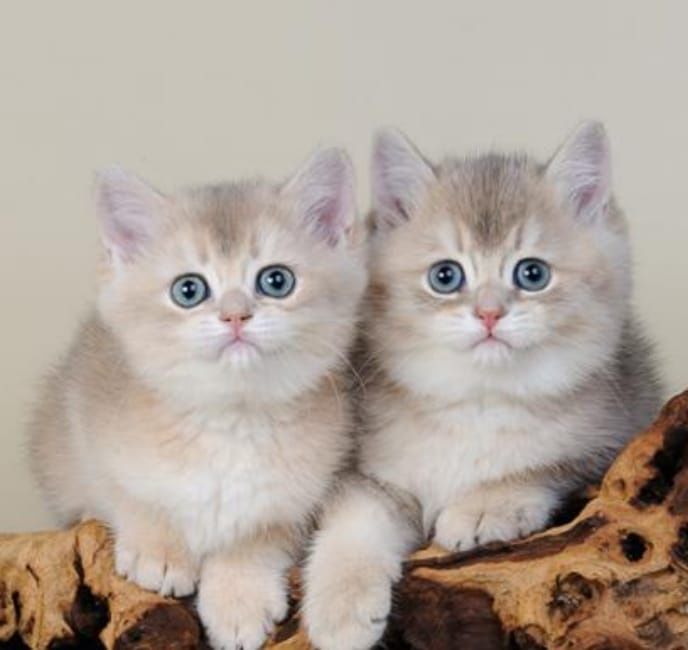 коШечка и коТик БриТансКие