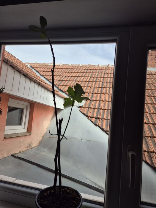Vând smochin galben 60 cm - 40lei